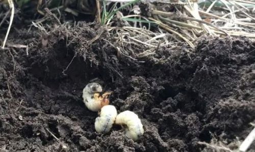 TARGET P-DRAKOL 20g NICIENIE PĘDRAKI OPUCHLAKI DRUTOWCE SZKODNIKI na Arena.pl