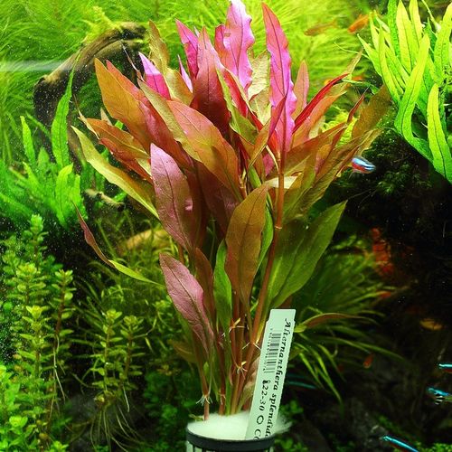 Alternanthera Splendida XXL Rośliny do akwarium na Arena.pl