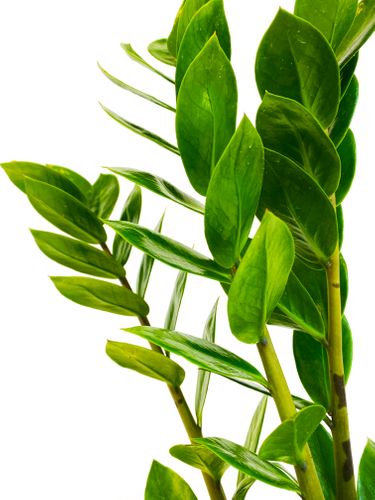 ZAMIOKULKAS (ZAMIOCULCAS) 50cm na Arena.pl