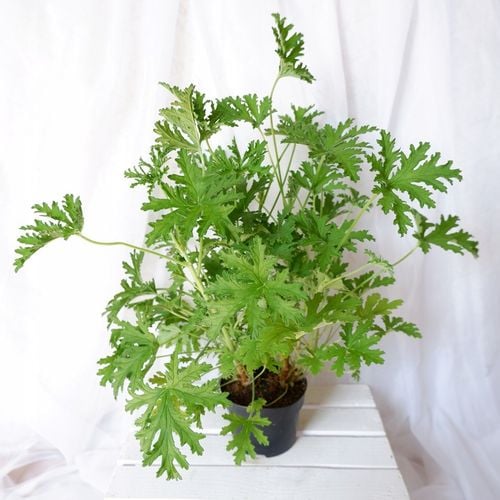 GERANIUM ANGINKA ROŚLINA LECZNICZA gęsta XL don.Ø13cm na Arena.pl