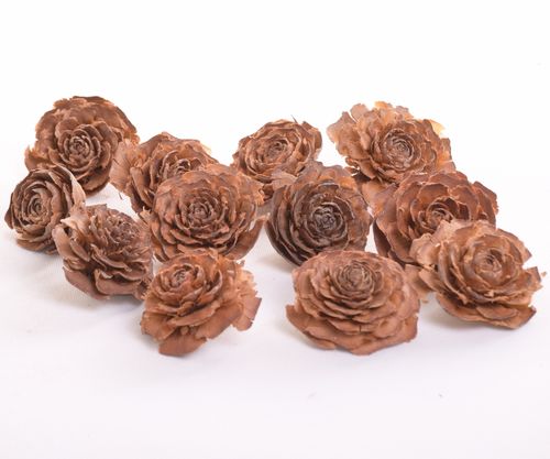 Róża cedrowa x36 natura na Arena.pl