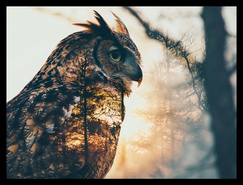 Plakat 40x30cm Sowi Duch na Arena.pl