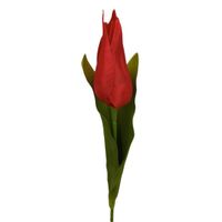 Tulipan pojedynczy czerwony