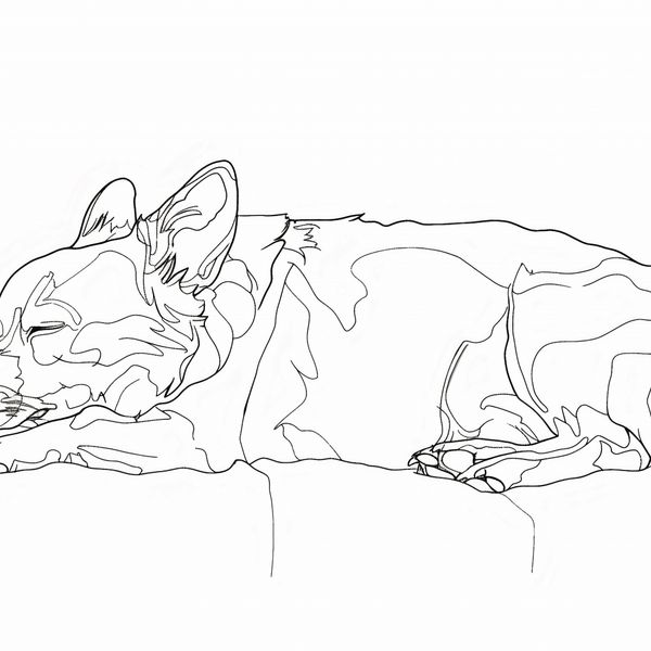 Plakat 90x90cm Śpiący Psiak zdjęcie 1