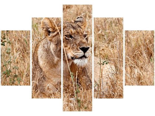 105CM 150CM OBRAZ 5 ELEM BELEZA FEANS DRUK na Arena.pl