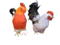 kogut w worku 14cm |  SWB-14093