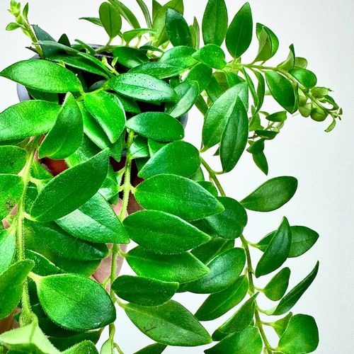 Aeschynanthus Caroline Eszynanthus don.9cm na Arena.pl