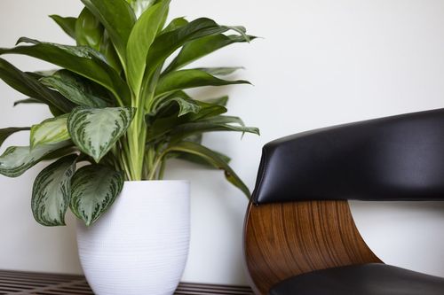 AGLAONEMA SILVER BAY 50cm na Arena.pl