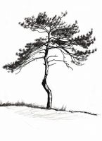 Plakat 40x55cm Samotna Sosna
