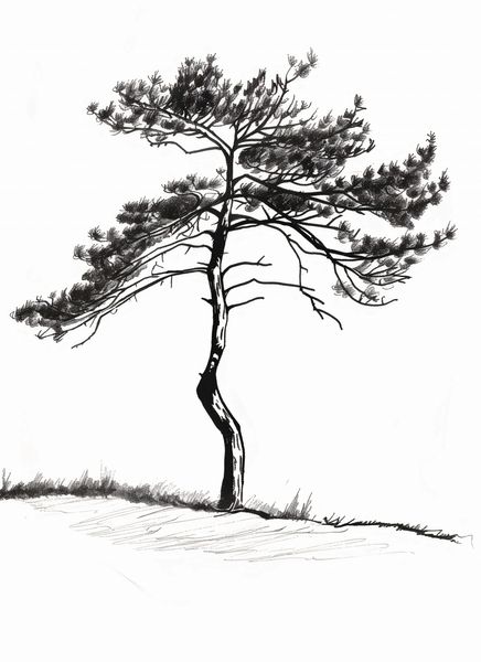 Plakat 40x55cm Samotna Sosna zdjęcie 1