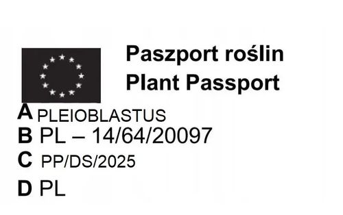 BAMBUS pygmaeus - sadzonki 10 / 20 cm na Arena.pl