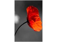 40X60CM SAMOTNY MAK JENNY DOWNING OBRAZ