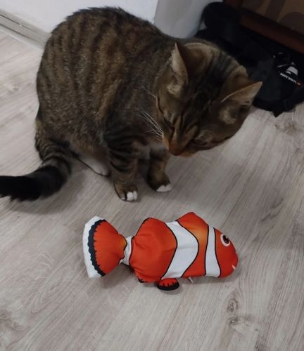 Elektryczna RYBA interaktywna Zabawka dla kota15 na Arena.pl