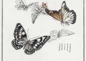 Plakat 70x50cm Ilustracje Motyle Morimoto Toko Japoński Vintage do Salonu