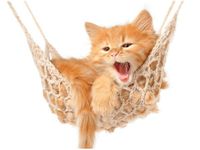 40X50CM OBRAZ KOTEK JEGO HAMAK OBRAZ