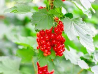 Porzeczka czerwona ROLAN Krzew Sadzonki w doniczkach