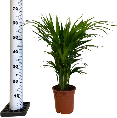 PALMA AREKA ARECA na Arena.pl