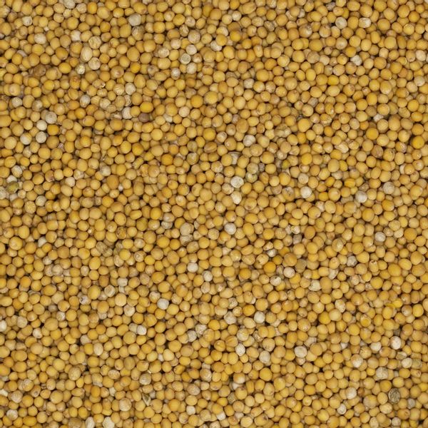 Gorczyca biała 1kg zdjęcie 3