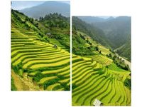 80X70CM POLA RYŻOWE MU CANG CHAI DUO OBRAZ