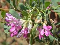 SŁONISZ szczepiony na pniu - sadzonki 120 / 140 cm