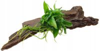 ANUBIAS NA KORZENIU MANGROWCA OZDOBA DO AKWARIUM