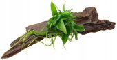ANUBIAS NA KORZENIU MANGROWCA OZDOBA DO AKWARIUM
