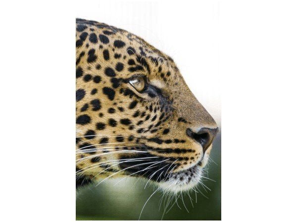 Obraz Dziki kot lampart zdjęcie 1