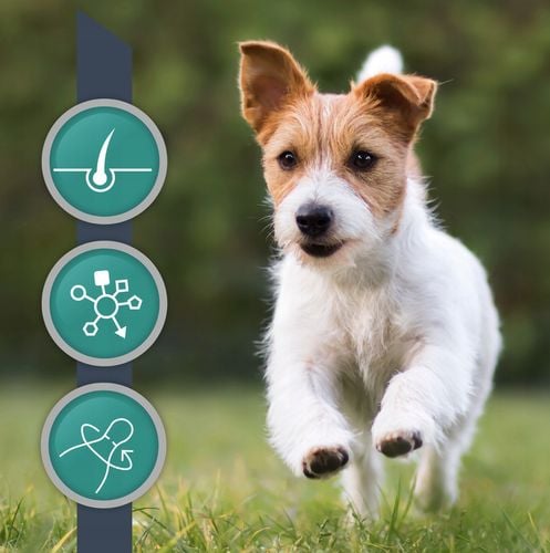 Vetexpert VetoSkin SMALL 60 kaps na Arena.pl