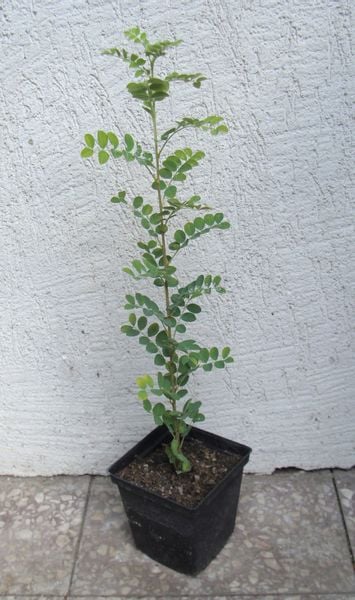 KARAGANA SYBERYJSKA sadzonki w don. Miododajna !!! zdjęcie 4