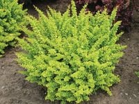 product-compare-57829920