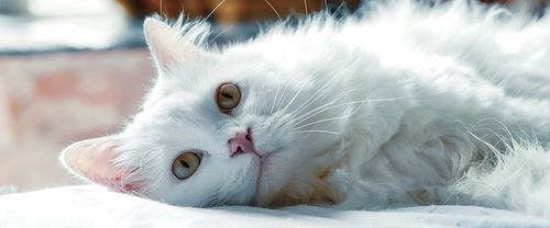 Żwirek silikonowy dla kota bezpyłowy SILKY 8x3,8l ZESTAW 8 sztuk na Arena.pl