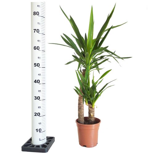 JUKA JUKKA (JUCA YUCCA)  85cm na Arena.pl