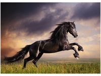 70X50CM OBRAZ KOŃSKI BUNT ŚCIAN