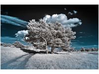 120CM 80CM OBRAZ ŚCIENNY SILNE DRZEWA