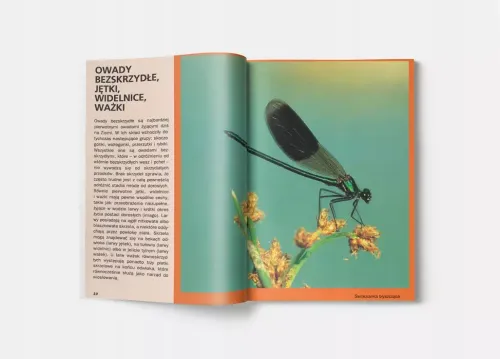 Atlas owadów na Arena.pl
