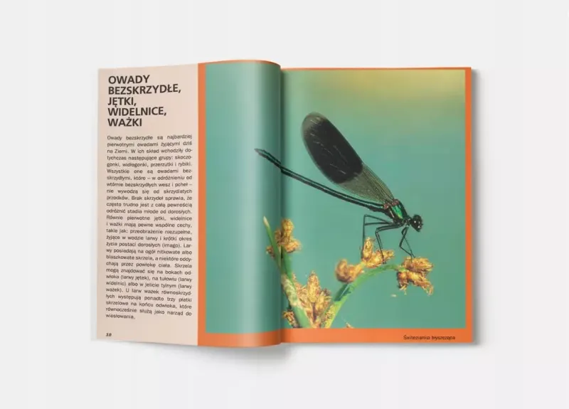 Atlas owadów zdjęcie 4
