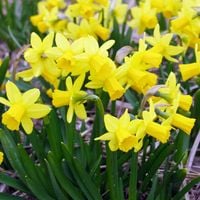 Narcyz botaniczny Tete-a-Tete cebulki cebule 100 szt.