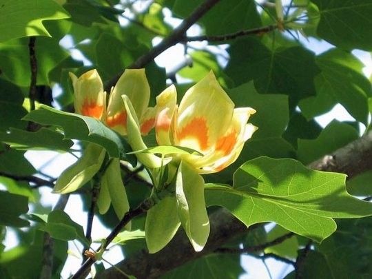 Tulipanowiec amerykański P9 zdjęcie 1