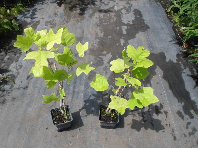 Tulipanowiec amerykański P9 zdjęcie 5