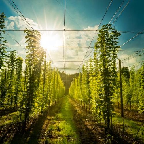 Chmiel aromatyczny Tradition 100g - granulat T-90 2024 na Arena.pl