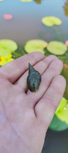 5 x Ślimak Błotniarka Stawowa Filtruje i oczyszcza Na Glony na Arena.pl
