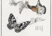 Plakat 66,5x46,5cm Ilustracje Motyle Morimoto Toko Japoński Vintage do Salo