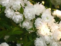 MIGDAŁEK na pniu biały - sadzonki 120 / 140 cm