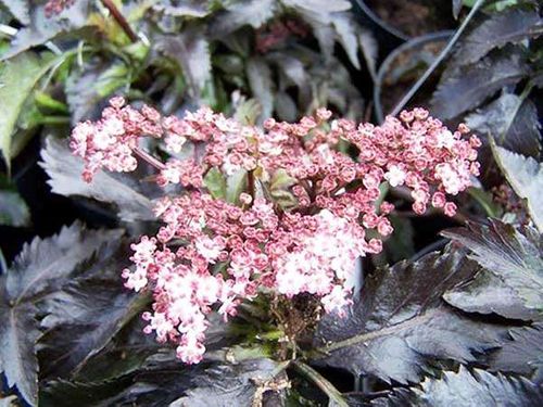 Bez kolumnowy Black Tower ® P9 E na Arena.pl