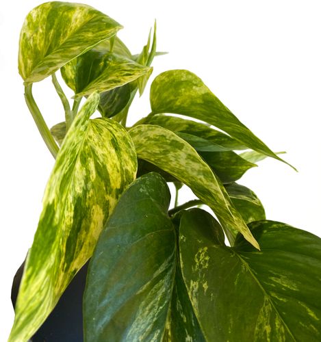 EPIPREMNUM Marble Queen 15cm na Arena.pl