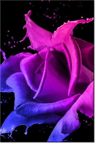 100 70CM OBRAZ PŁÓTNO RÓŻA FARB JAKUB BANAŚ PŁÓTNO RAMA na Arena.pl