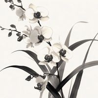 Plakat 100x100cm Orchidea