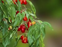 P9 DEREŃ WŁAŚCIWY JADALNY CORNUS MAS KRZEWY24