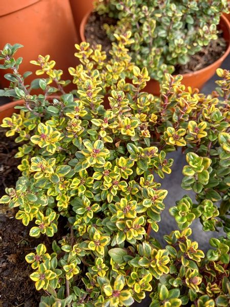Macierzanka cytrynowa Gold Stream miododajna zdjęcie 1