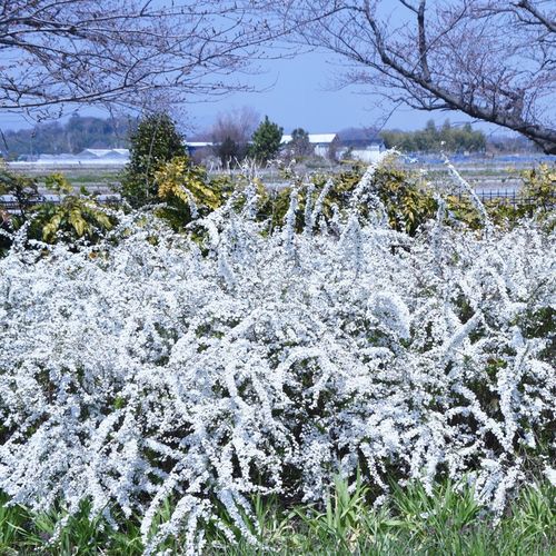 Tawuła wczesna Spiraea arguta Biała Sadzonki na Arena.pl